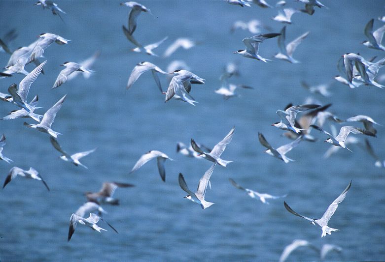 Common and Forster's Terns