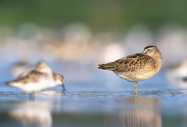 Short Billed Dowitcher